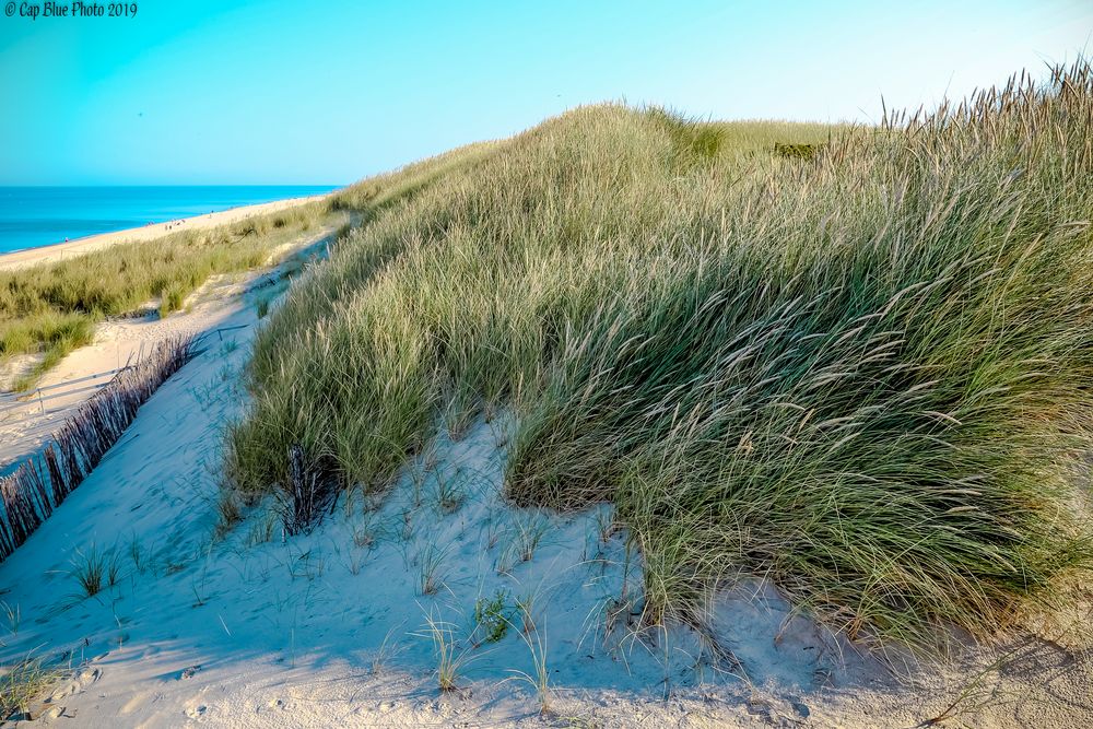 Düne mit Dünengras Westerland Sylt