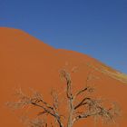 düne namib