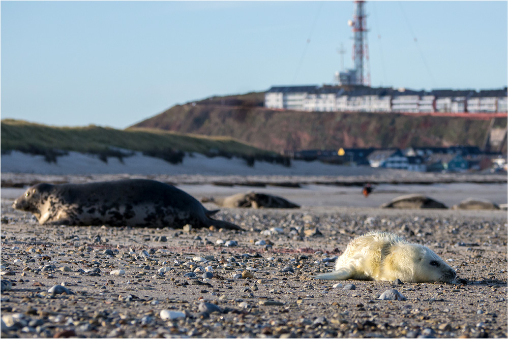 Düne Nordstrand...