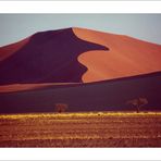 düne sossusvlei namibia