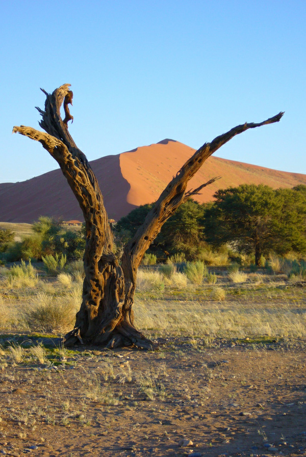 Düne+Baum