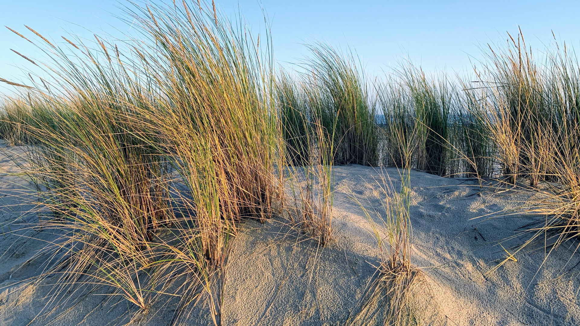 Dünen am Ostseestrand