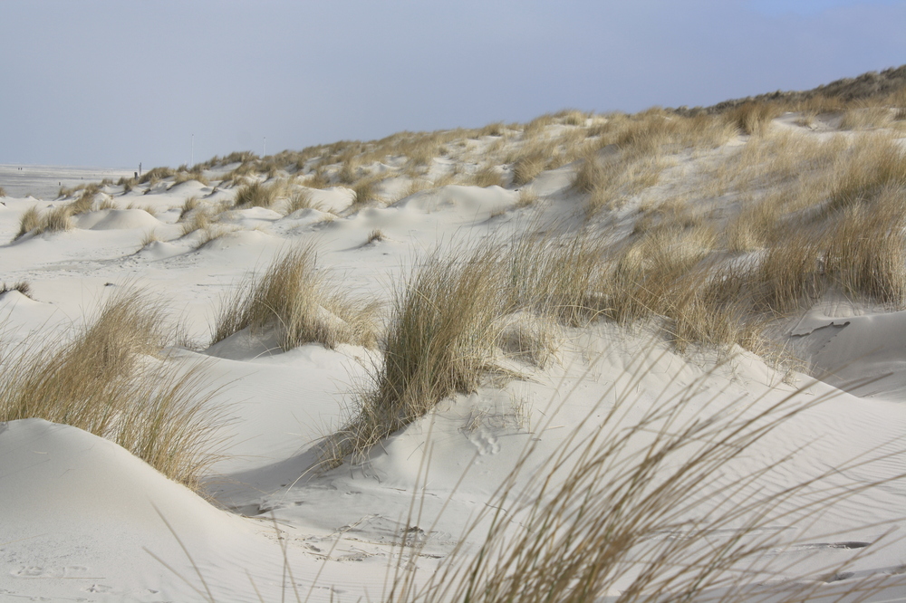 Dünen an der Nordsee