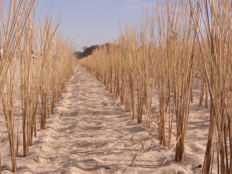 Dünen an der Ostsee