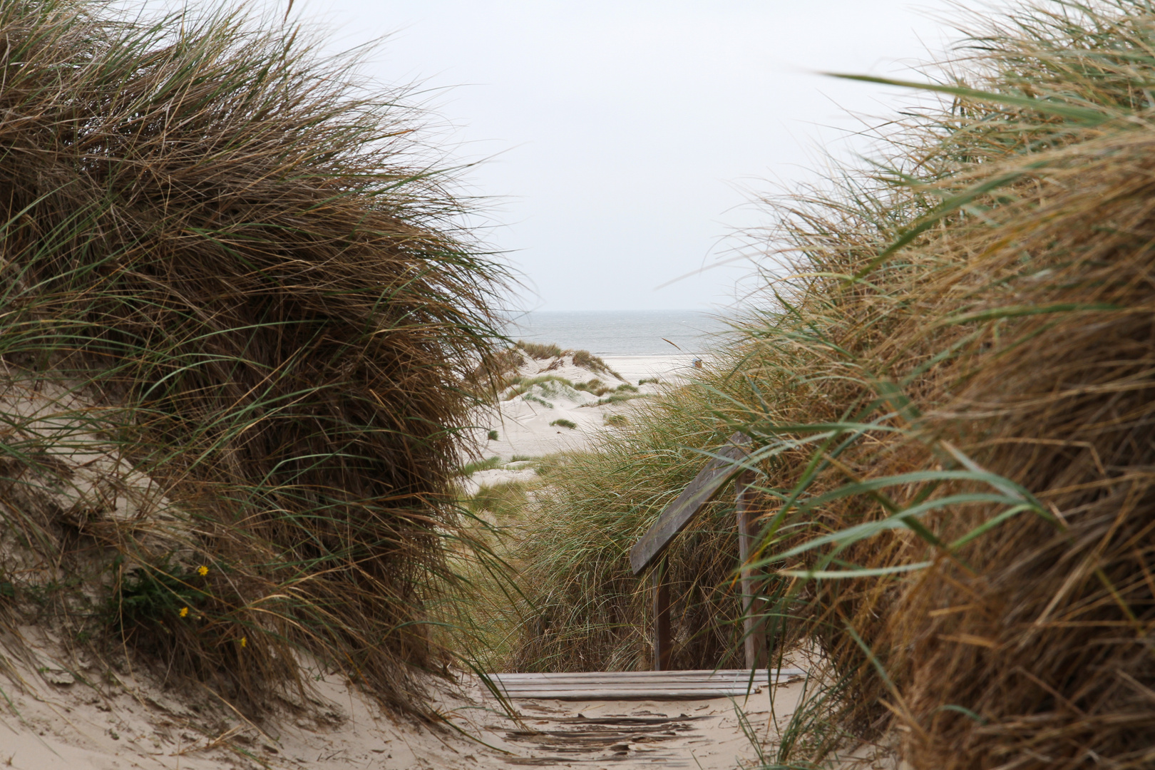 Dünen auf Amrum