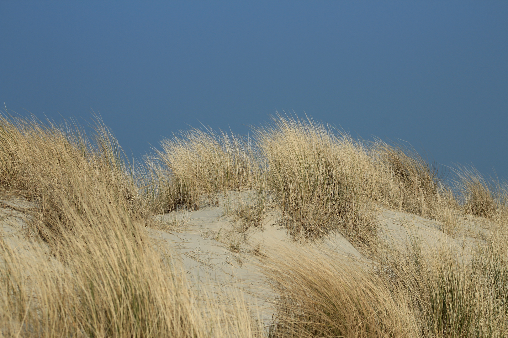 Dünen auf Baltrum