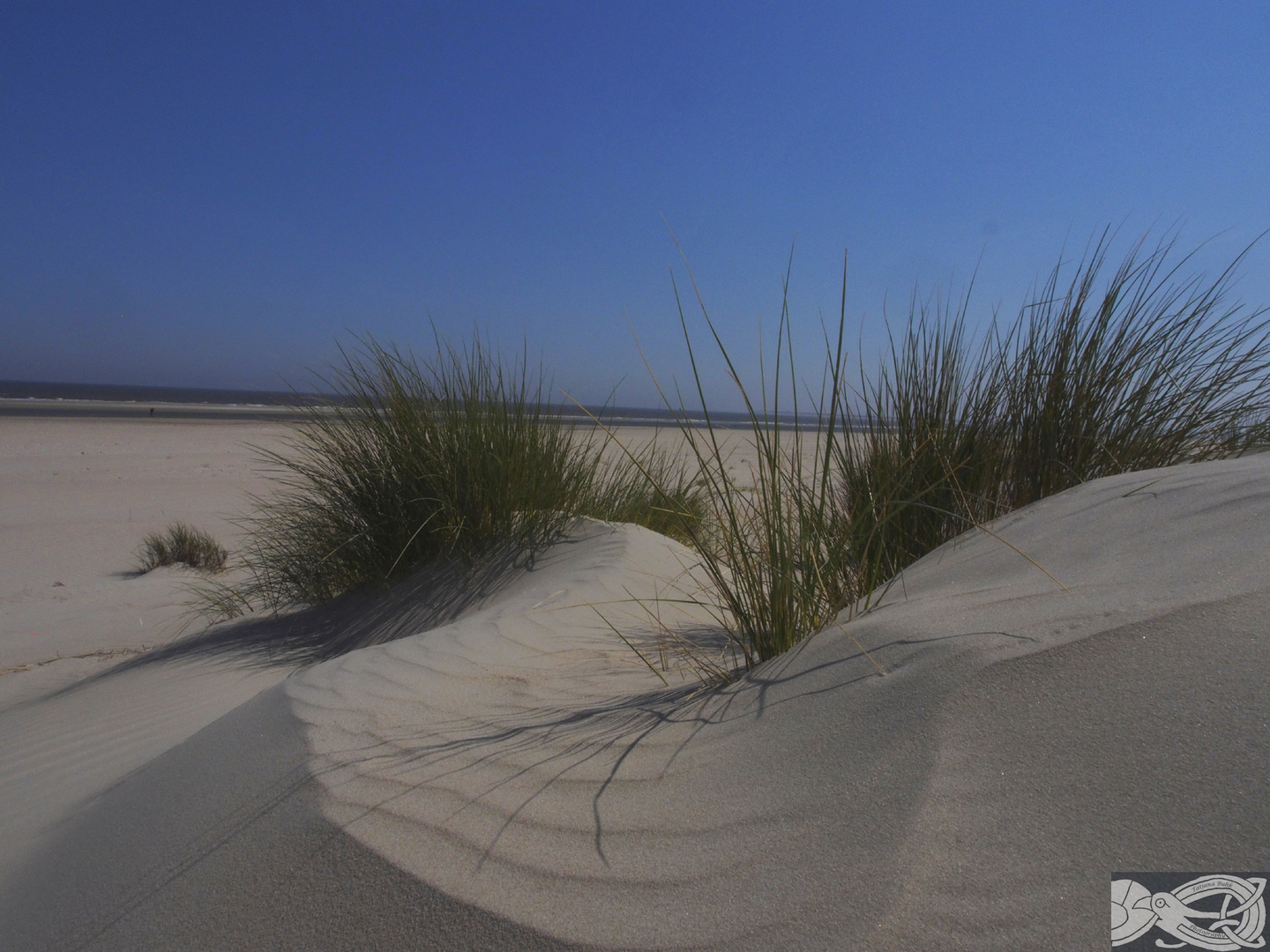 Dünen auf Baltrum