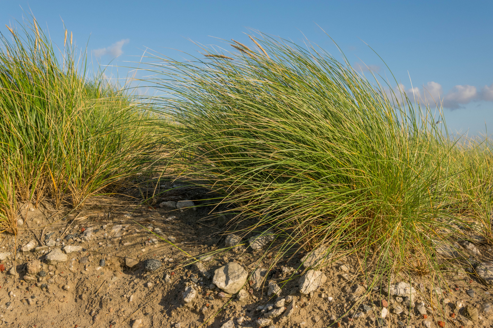 Dünen auf Borkum