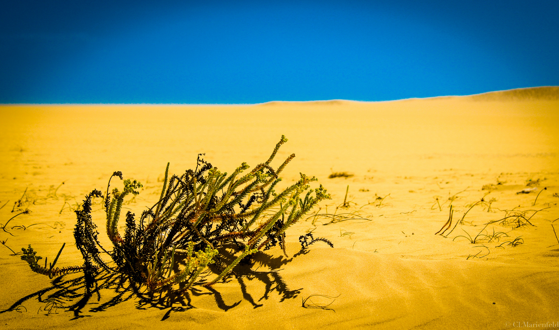 Dünen auf Fuerteventura