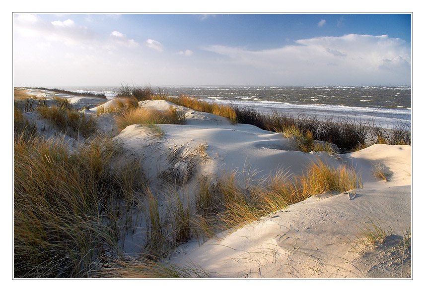 Dünen auf Langeoog