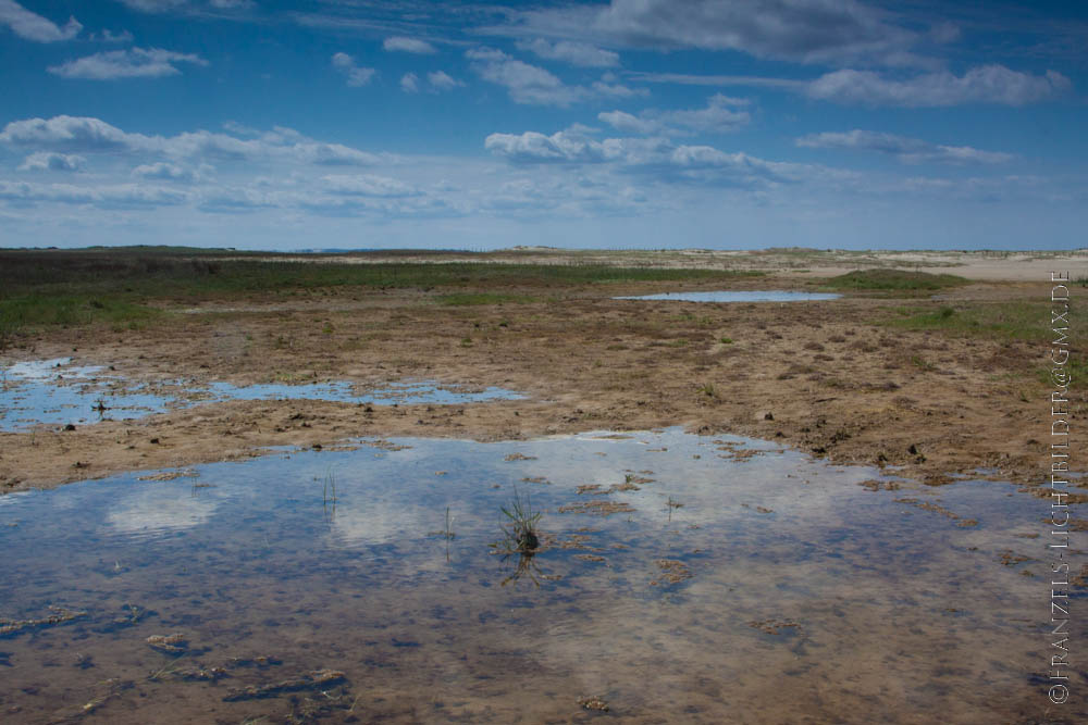 Dünen auf Rømø 1