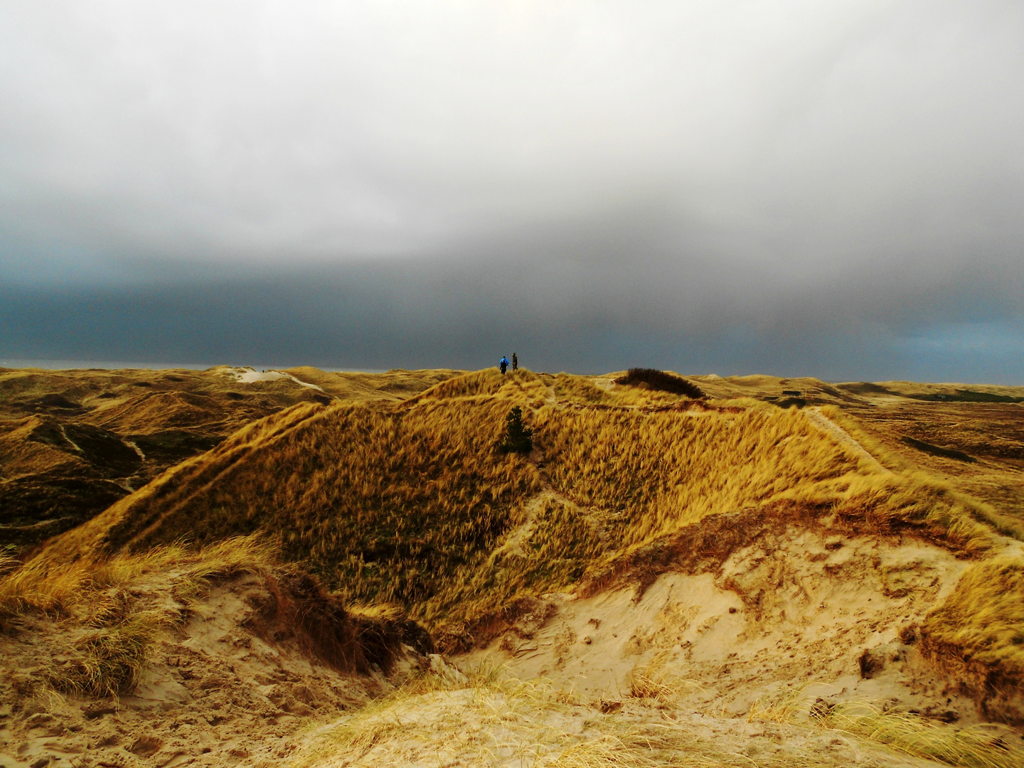 Dünen auf Südwestjütland/Dänemark