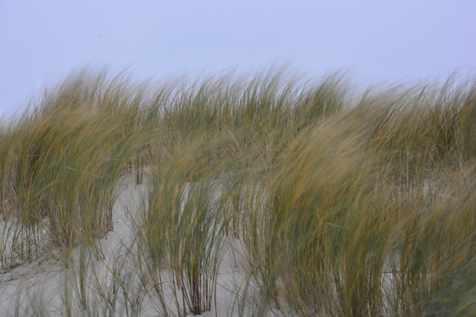 Dünen auf Sylt