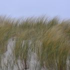 Dünen auf Sylt