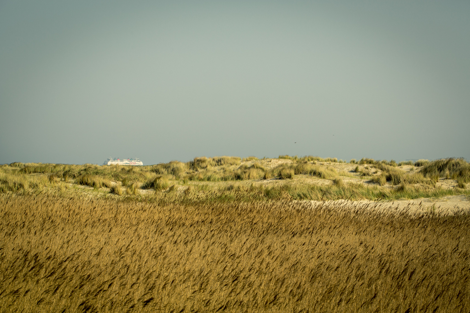 Dünen auf Texel