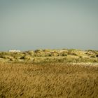 Dünen auf Texel