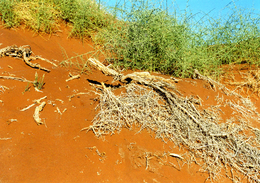 DÜNEN - AUFGANG IN DER NAMIB