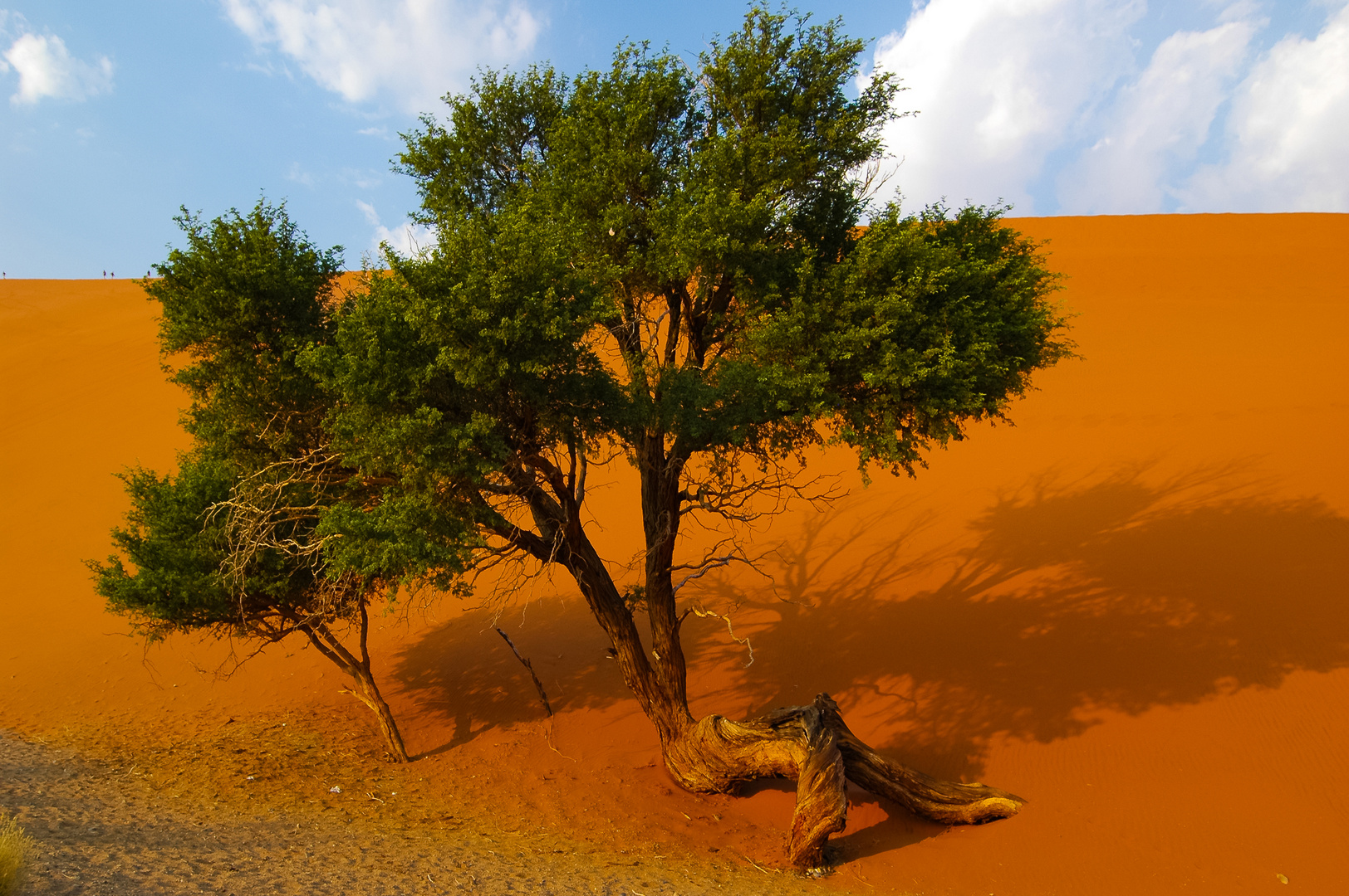 Dünen Baum