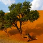 Dünen Baum