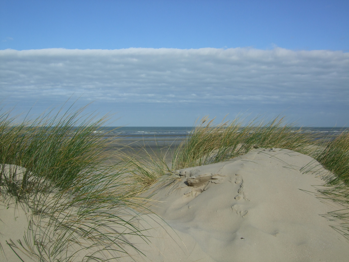 Dünen bei de Panne