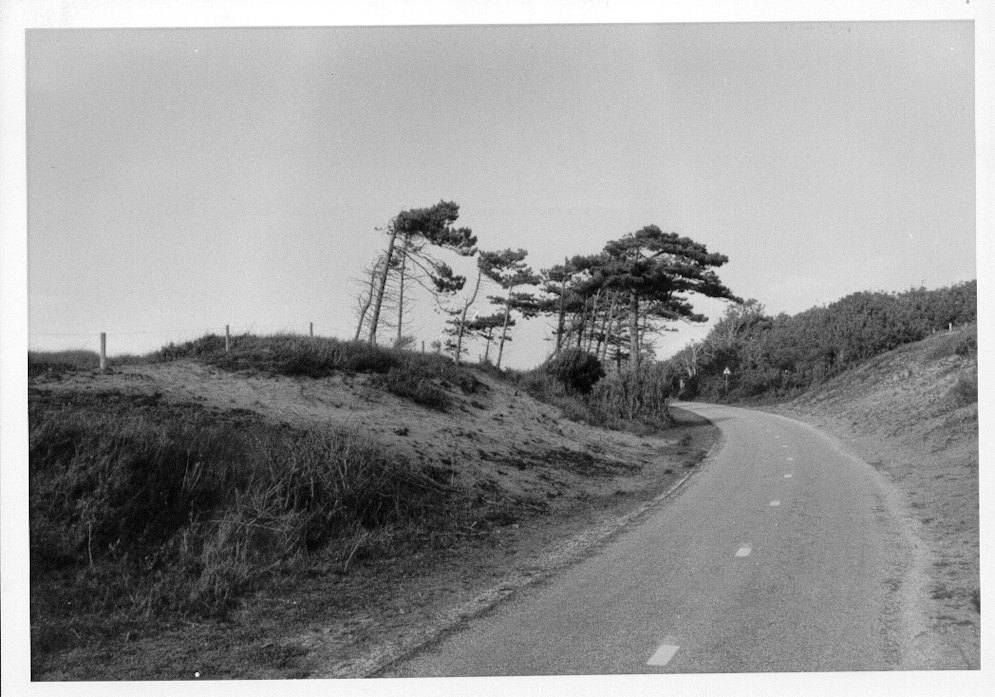 Dünen bei Noordwijk, NL