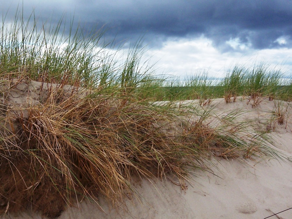 Dünen bei Warnemünde (Ostsee)