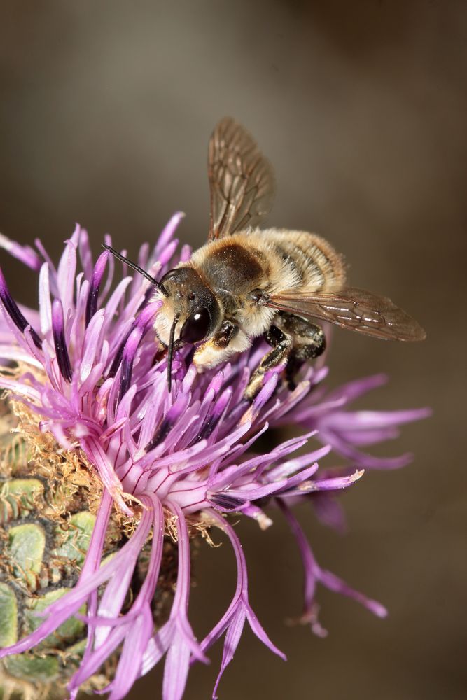 Dünen-Blattschneiderbiene - Megachile maritima - Männchen