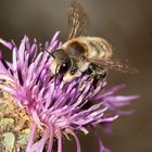 Dünen-Blattschneiderbiene - Megachile maritima - Männchen