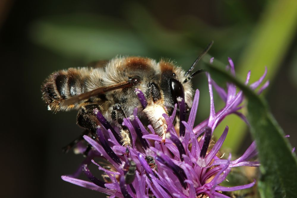 Dünen-Blattschneiderbiene - Megachile maritima - Männchen