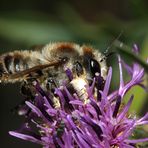 Dünen-Blattschneiderbiene - Megachile maritima - Männchen