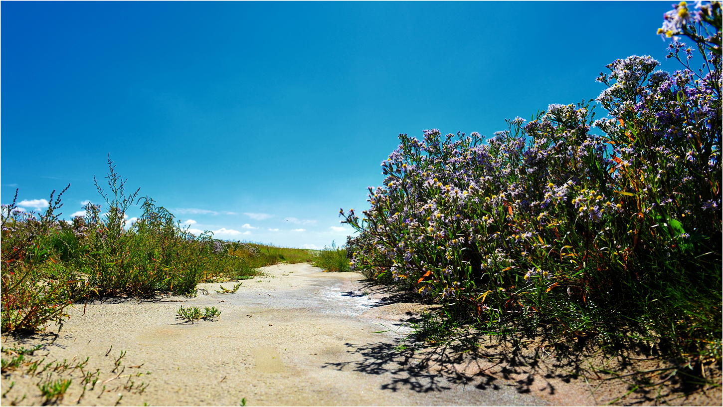 Dünen-Blüte