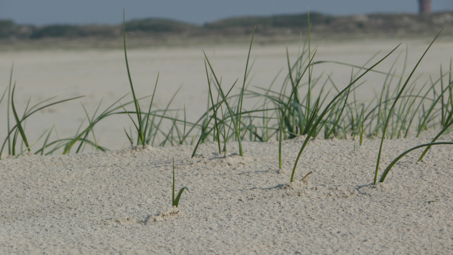 Dünen Borkum