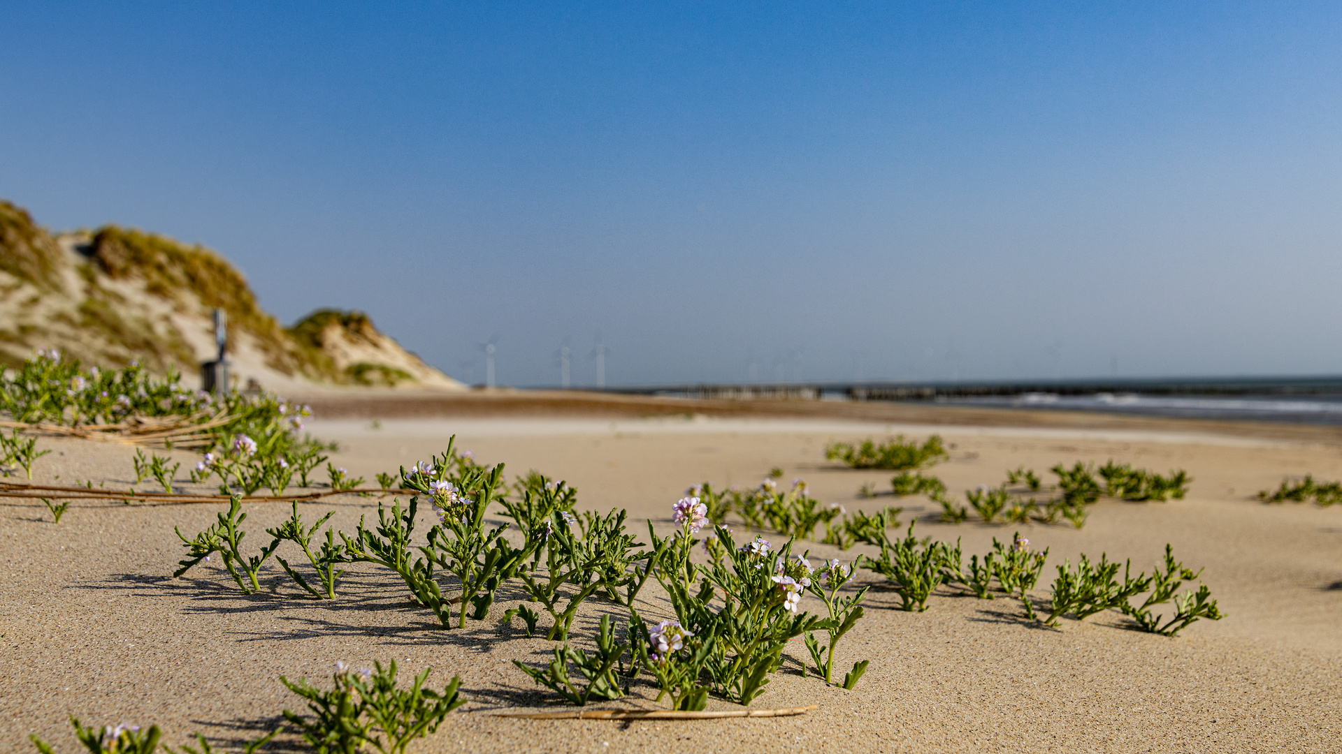 Dünen, Buhnen, Sand, Strand, Meer und blühende Pflanzen