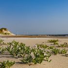 Dünen, Buhnen, Sand, Strand, Meer und blühende Pflanzen