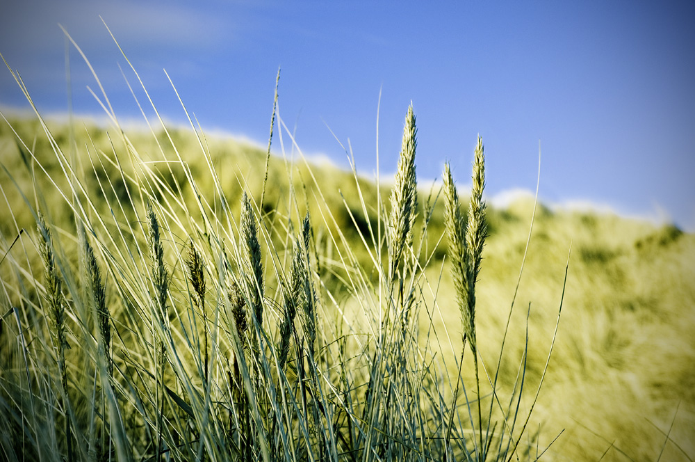 Dünen Foto & Bild landschaft, meer & strand, dünen Bilder auf