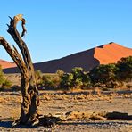 Dünen der Namib 