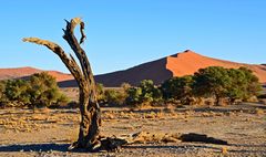 Dünen der Namib 
