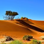 Dünen der Namib