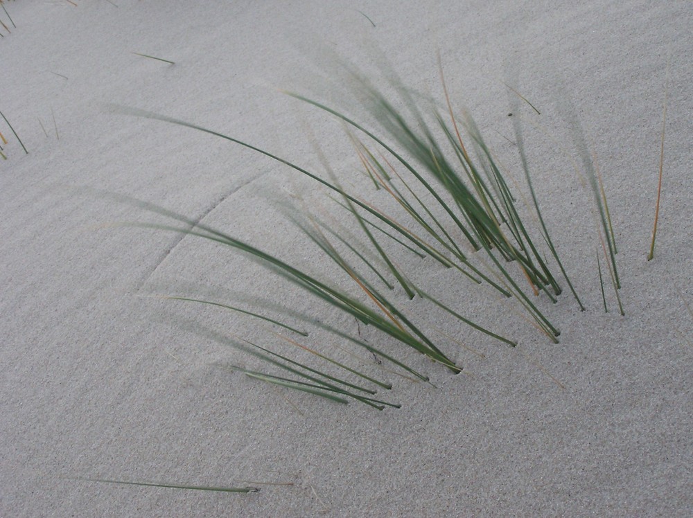 Dünen-Gras auf Sylt