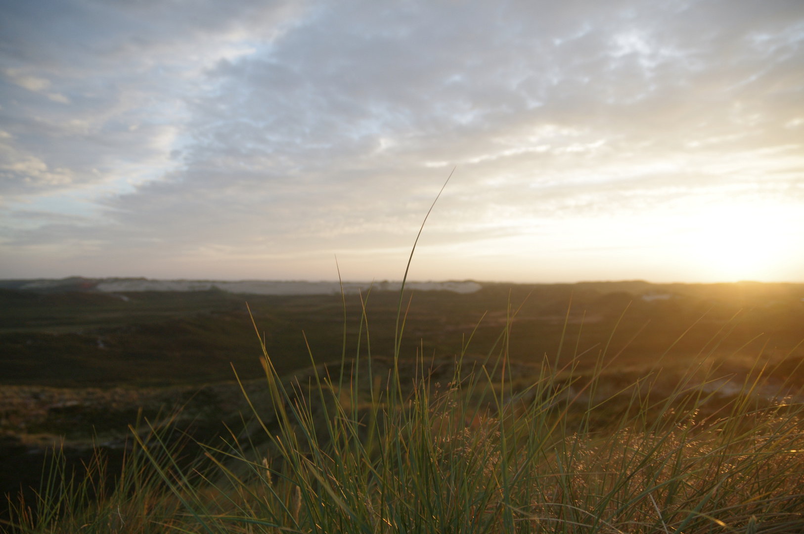 Dünen Grashalm auf Sylt