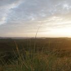 Dünen Grashalm auf Sylt