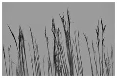 Dünen Grass im Morgennebel