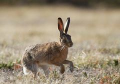 * Dünen-Hase *