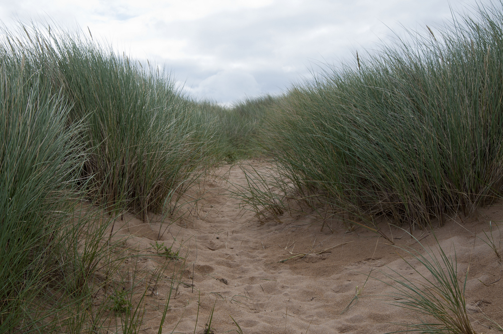 Dünen im Gras