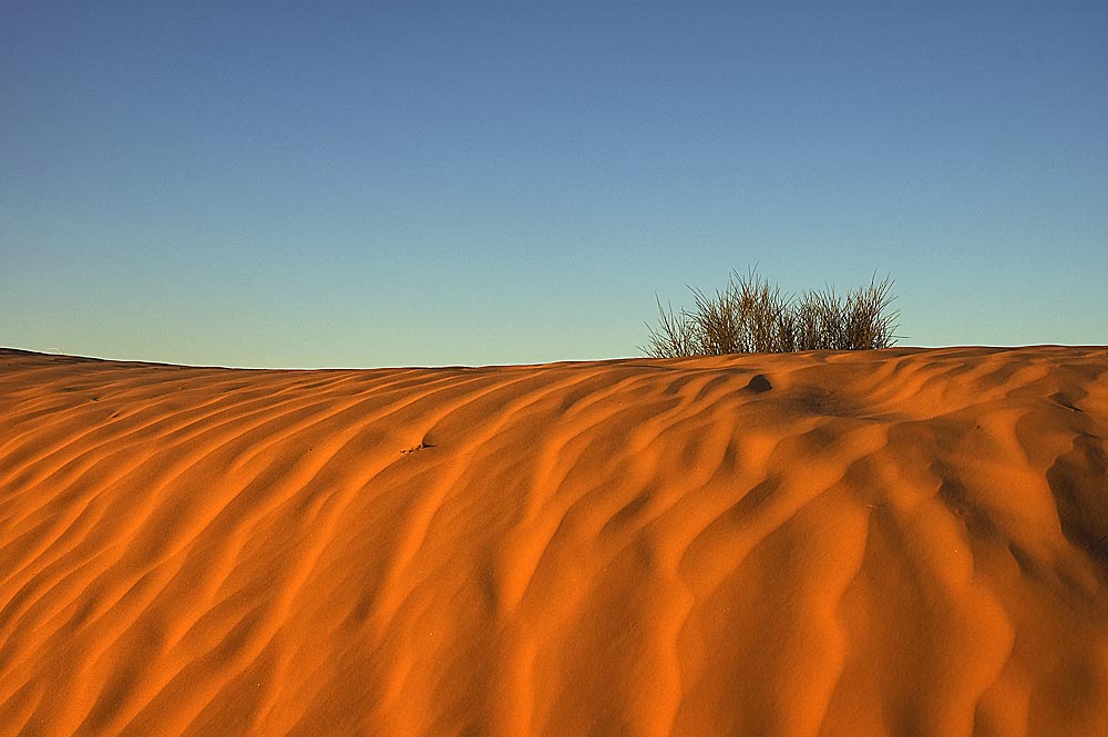 Dünen im Morgenlicht