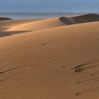 Dünen im Morgenlicht  auf Gran Canaria