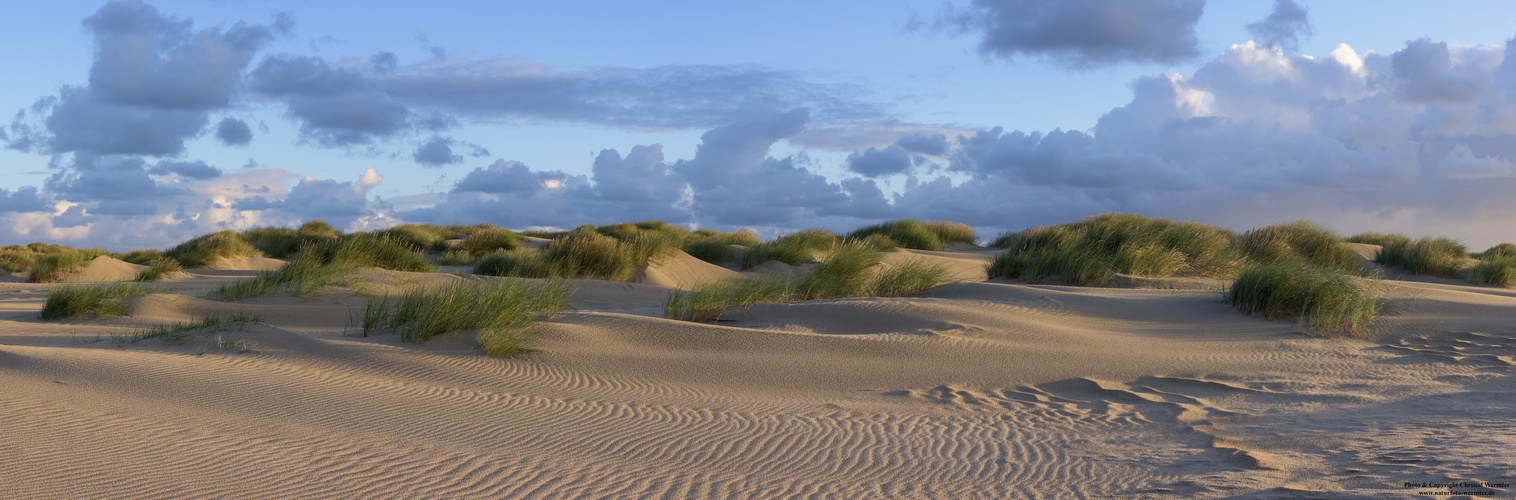 Dünen im Morgenlicht