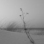 Dünen im Schnee