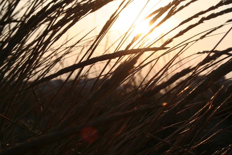 dünen im sonnenuntergang