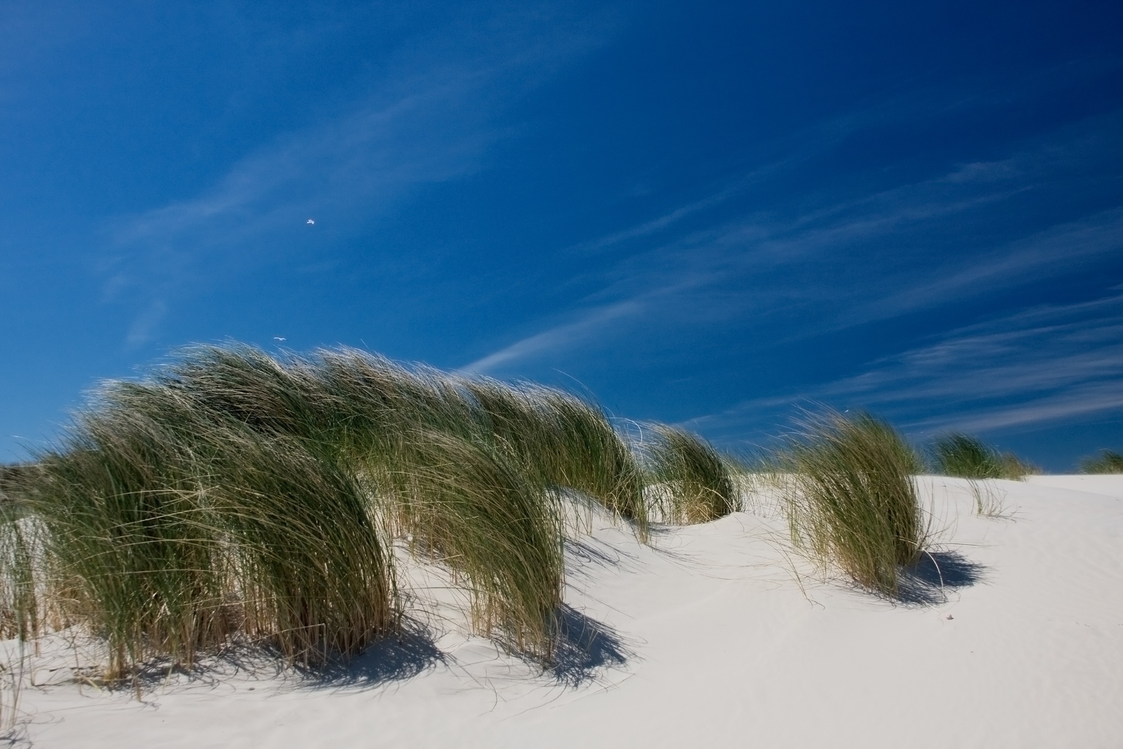 dünen im wind